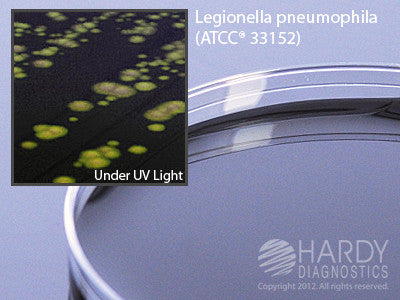 BCYE Agar for Legionella, 15x100mm plate (10 plates/sleeve)