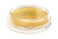 Remel Contact Plate Sterile SabDex Agar w/Lecithin, Polysorbate 80 (10 plates/sleeve)